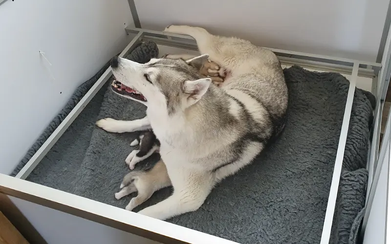 Espace élevage  Matériel pour pensions canines, les parcs à chiots - les  parcs à chiens