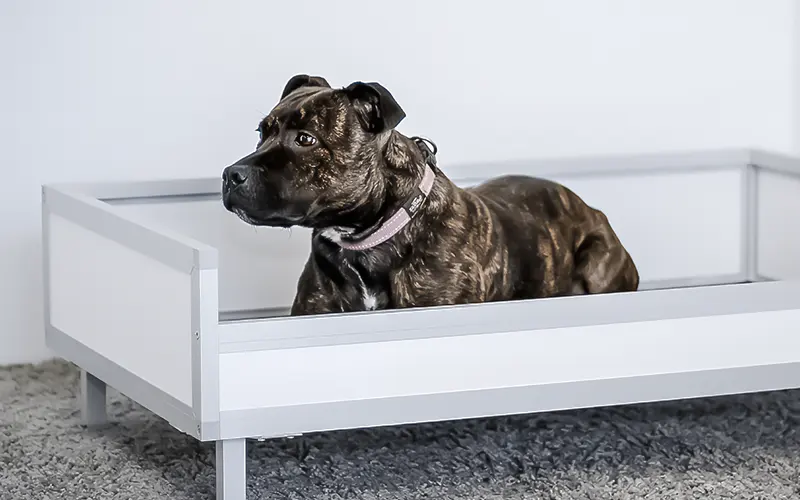 Mobilier couchage pour chien braveur pro