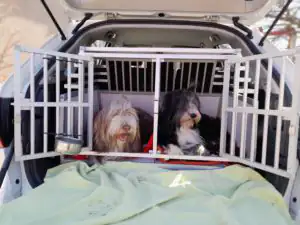 Les chiens de retour au calme dans leur caisse