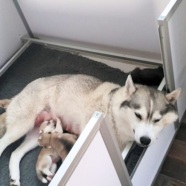 Chienne husky et sa portée de chiots dans sa caisse Braveur pour l'élevage professionnel Au cœur des chiens